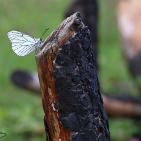 Pieridae (Lahana Kelebekleri)