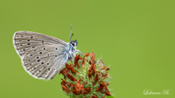 Nesli Tehdit Altında: Rebel'in Korubenisi