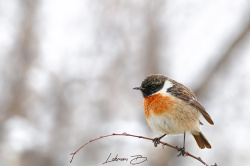 Mini Mini Bir Kuş Donmuştu...