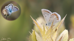 Nesli Tehdit Altında: Torul Mavisi