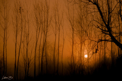 Sislerin ve Ağaçların Arasından Doğan Güneş