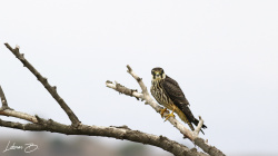 Delice doğan (Falco subbuteo)