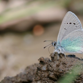 Karagözmavisi (Glaucopsyche alexis)