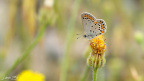 Doğulu Esmergöz (Plebejus carmon)