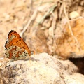 Kafkasyalı İparhan (Melitaea interrupta)