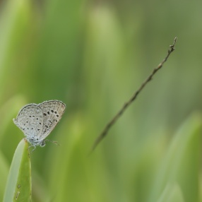 Karsandra (Zizeeria karsandra)
