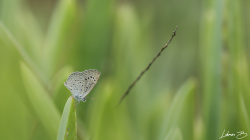 Karsandra - Yılın Son Kertiği