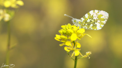 Turuncu Süslü (Anthocharis cardamines)