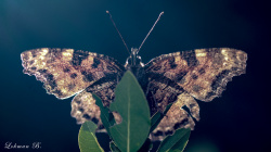 Karaağaç Nimfalisi (Nymphalis polychloros) Farklı Bakış
