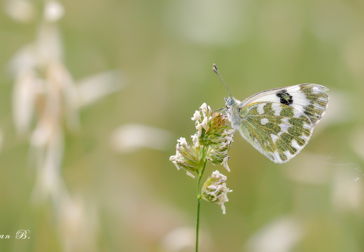 Yeni Beneklimelek (Pontia edusa)