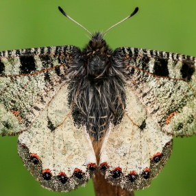 Papilionidae (Kırlangıçkuyruklar)