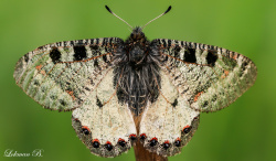 Yalancı Apollo (Archon apollinus) Kanat Üstü