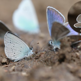 Minik Kupid (Cupido minimus)