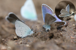 Minik Kupid (Cupido minimus)