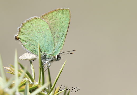 Zümrüt Kelebeği (Callophrys rubi)