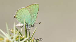 Zümrüt Kelebeği (Callophrys rubi)