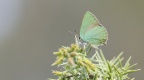 Zümrüt Kelebeği (Callophrys rubi)