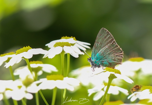 Yıpranmış Bir Zümrüt Kelebeği
