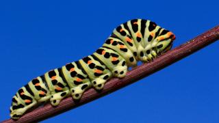 Kırlangıçkuyruk Tırtılı (Papilio machaon)