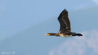 Karabatak » Great Cormorant » Phalacrocorax carbo