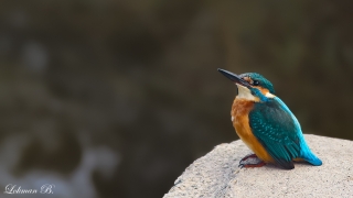 Yalıçapkını » Common Kingfisher » Alcedo atthis