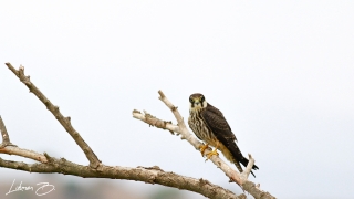 Delice doğan (Falco subbuteo)