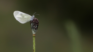 Doğulu Narin Ormanbeyazı (Leptidea duponcheli)