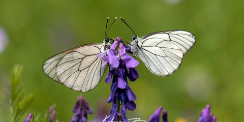 Alıç Beyazı Kelebeği