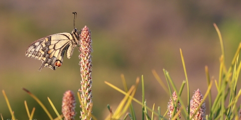 Kırlangıçkuyruk (Papilio machaon)