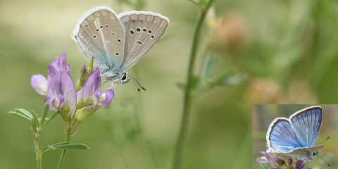 Çokgözlü Ağrı Mavisi » Polyommatus vanensis » Van Blue