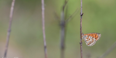 Güzel İparhan - Melitaea syriaca