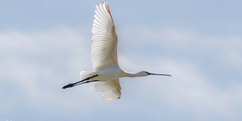 Kaşıkçı - Eurasian Spoonbill (Platalea leucorodia)