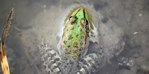 Pelophylax  ridibundus : Ova Kurbağası, Bataklık Kurbağası