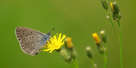 Rebel'in Korubenisi (Phengaris rebeli)