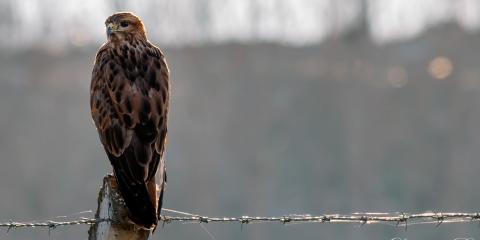 Şahin - Common Buzzard - Buteo buteo