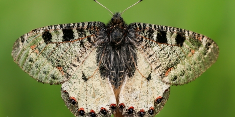 Yalancı Apollo (Archon apollinus)