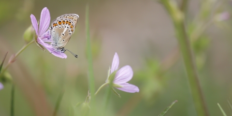 Geranyum Çokgözlüsü (Polyommatus eumedon)